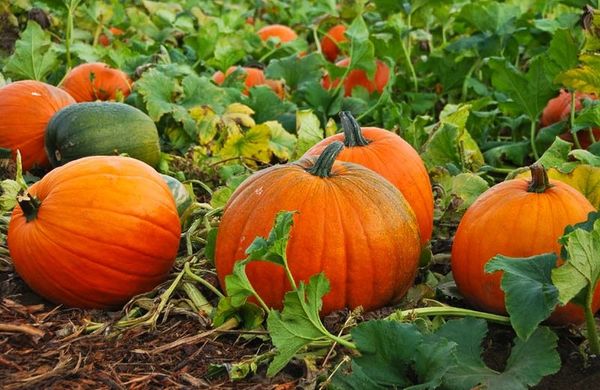 A tök egy hőszerető és szeszélyes növény.