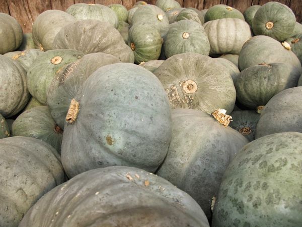 Tökfajta Volzhskaya szürke