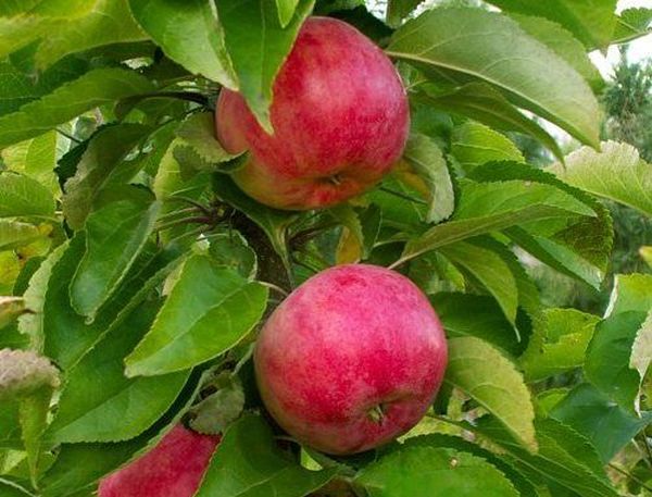 Les pommes Moscow Ozherelye peuvent se conserver jusqu'à 2 mois.