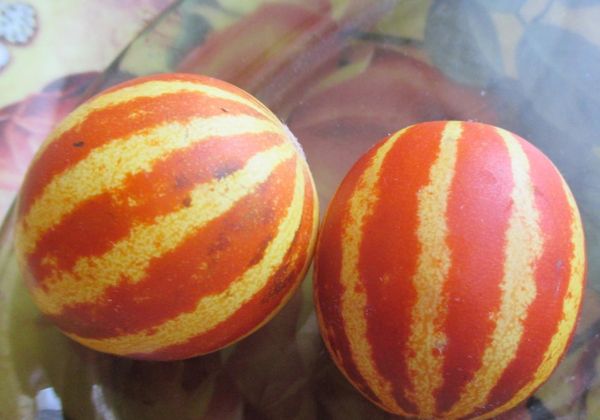 A vietnami dinnye a fagyokig terem.