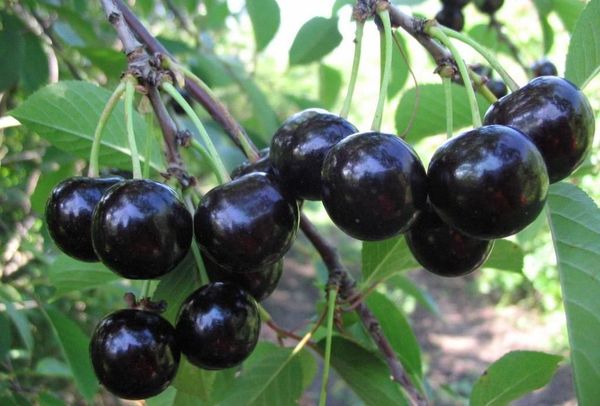 Sort kirsebær er populær blandt gartnere.