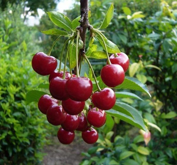يتميز صنف إيزوبيلنوي بإنتاج سنوي مرتفع. يتميز صنف إيزوبيلنوي بإنتاج سنوي مرتفع.