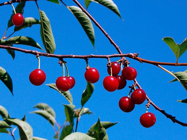 Kirsebær er en af gartnernes favoritter