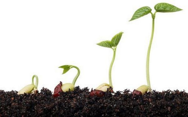 For at plante en melon skal du tage toårige frø.