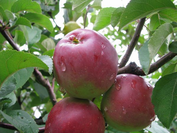 Az Imanta almafa termését szeptember végén gyűjtik be.