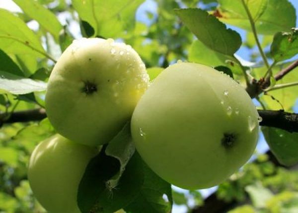La variété de pomme White Filling est très appréciée.