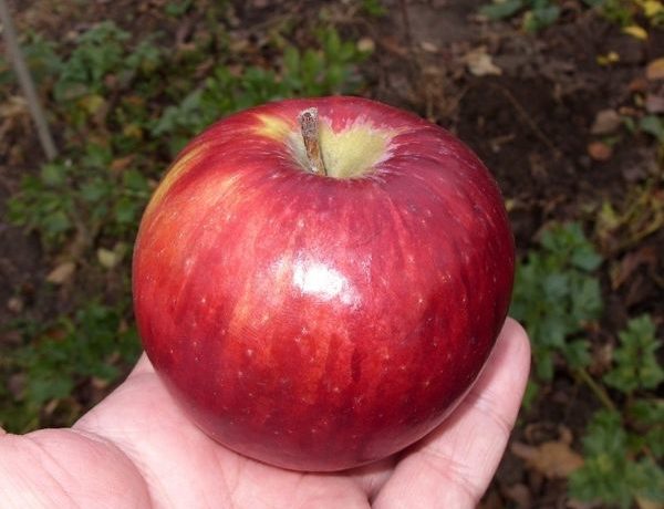 แอปเปิลพันธุ์ยอดนิยม Berkutovskoye