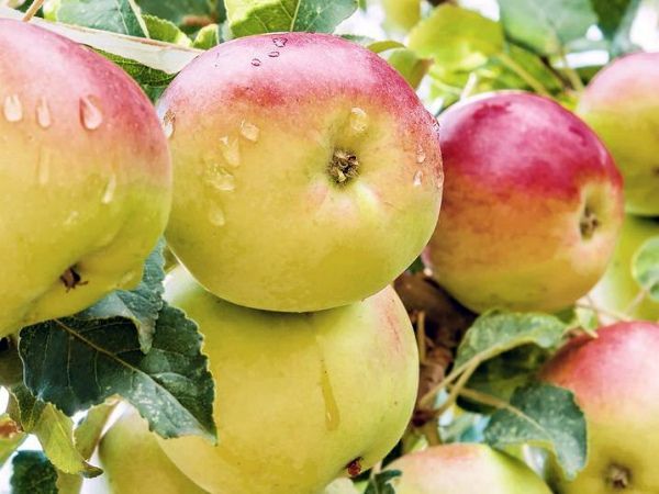 La variété de pomme populaire Chudnoe