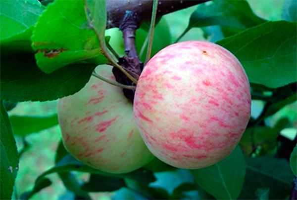 Az almafa Grushovka napos helyeken nő