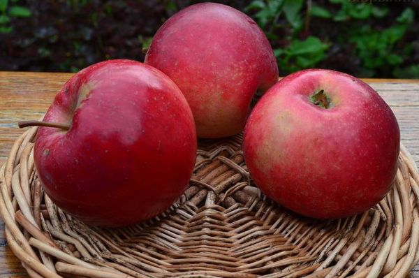 La variété populaire Krasa Sverdlovsk