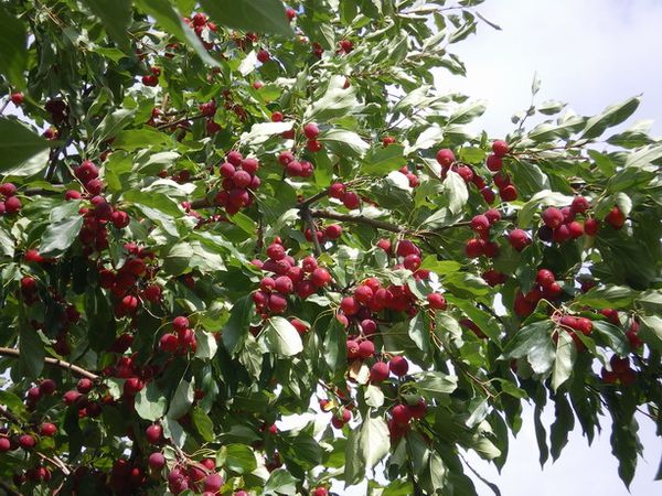 Plūmlapu ābele pozitīvi ietekmē ražu ābeļu tuvumā, kas aug Plūmlapu ābele pozitīvi ietekmē ražu ābeļu tuvumā, kas aug