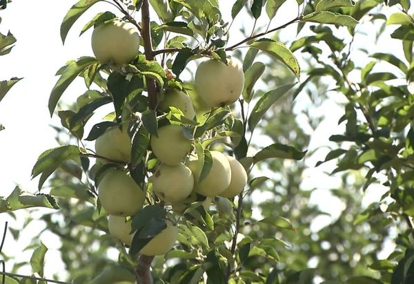 تنمو شجرة التفاح مالوخا حتى يصل ارتفاعها إلى 180 سم. تنمو شجرة التفاح مالوخا حتى يصل ارتفاعها إلى 180 سم.