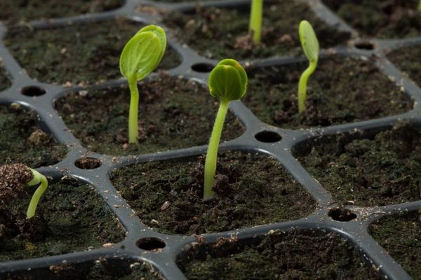 تحتاج شتلات البطيخ إلى مراقبة مستمرة. تحتاج شتلات البطيخ إلى مراقبة مستمرة.