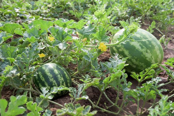 Watermelons grow well in sandy soil.