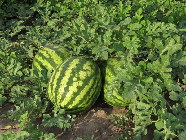 Des variétés de pastèques spécialement sélectionnées sont cultivées en Sibérie.