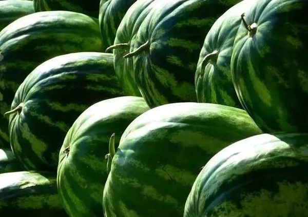 La récolte des pastèques a lieu en juillet et en août.