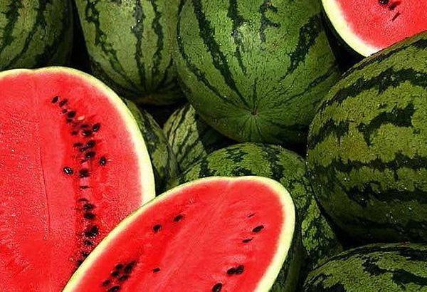 Il existe une très grande variété de pastèques.