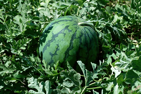 The ripeness of a watermelon can be determined by the dried stalk.