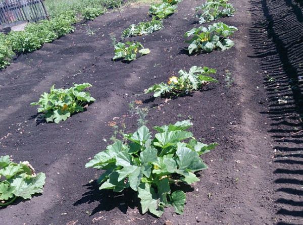 Det anbefales at plante græskar i slutningen af ​​maj - begyndelsen af ​​juni.