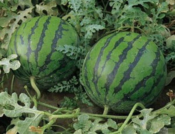 To get large watermelons, timely pinching is necessary.