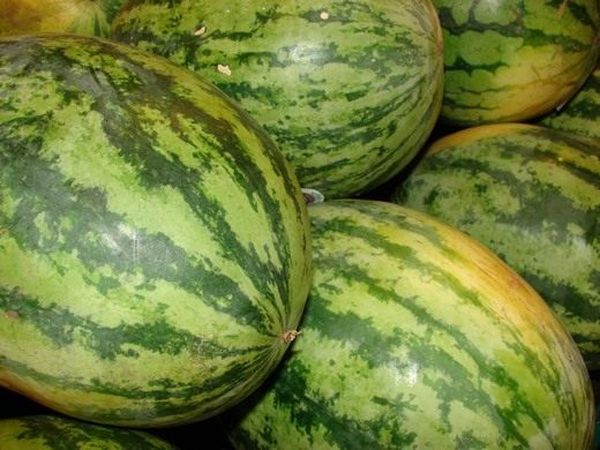 Watermelons turn yellow due to disease