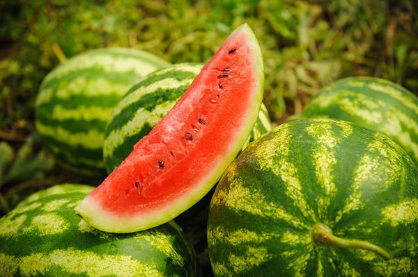 التوت الحلو المفضل للجميع هو البطيخ. التوت الحلو المفضل للجميع هو البطيخ.