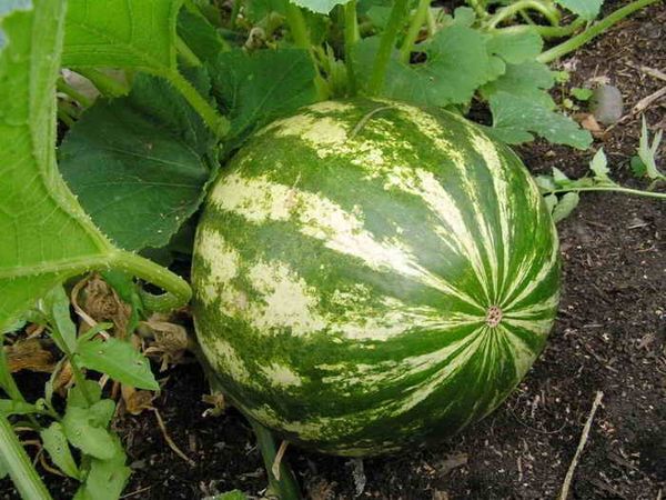 Growing watermelons in the Moscow region is easy