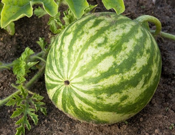 يتم زراعة البطيخ في مكان دافئ وذو إضاءة جيدة. يتم زراعة البطيخ في مكان دافئ وذو إضاءة جيدة.