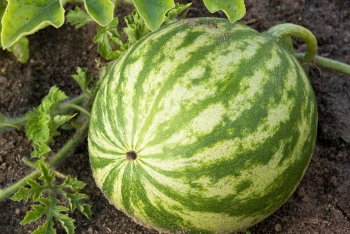 La pell d'una síndria madura ha de ser brillant.