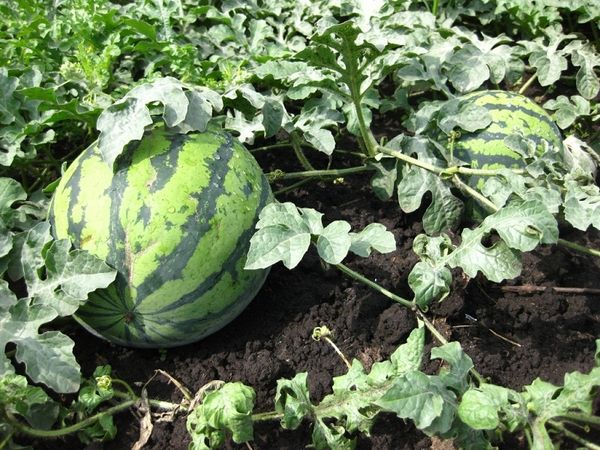 Watermelons can grow in Siberian conditions.