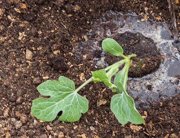 يحتاج البطيخ إلى تربة رملية طينية أو تربة رملية. يحتاج البطيخ إلى تربة رملية طينية أو تربة رملية.