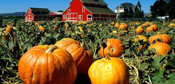 Græskar er en sund grøntsag, der ikke er svær at dyrke.