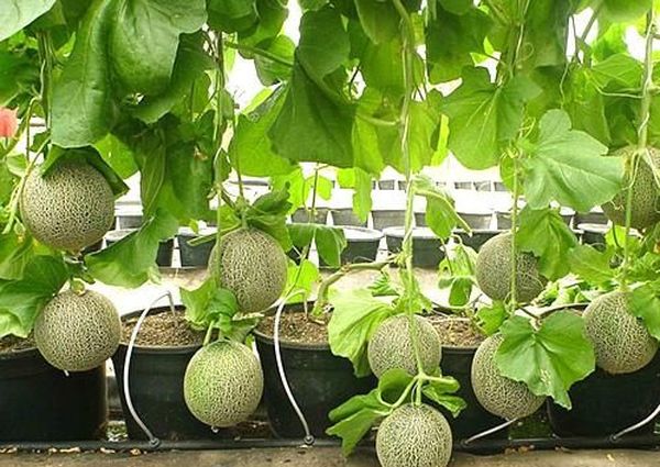 Melon kan dyrkes på altanen
