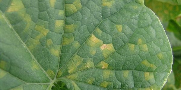 عفن البطيخ الزغبي عفن البطيخ الزغبي