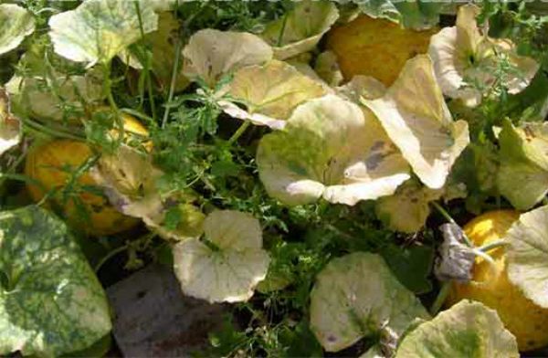 ذبول الفيوزاريوم هو مرض فطري. ذبول الفيوزاريوم هو مرض فطري.