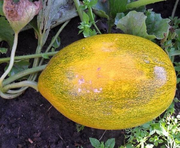 أنثراكنوز، المعروف أيضًا باسم رأس النحاس أنثراكنوز، المعروف أيضًا باسم رأس النحاس