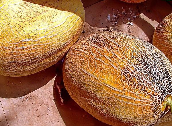 Egy népszerű dinnyefajta, a Dune