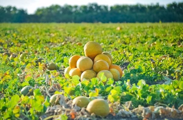 يمكن أن يصل وزن البطيخ الإيديليا إلى 5 كيلوغرامات. يمكن أن يصل وزن البطيخ الإيديليا إلى 5 كيلوغرامات.