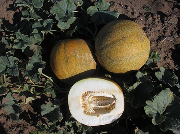 يتحمل هذا الصنف درجات الحرارة المنخفضة بشكل جيد. يتحمل هذا الصنف درجات الحرارة المنخفضة بشكل جيد.