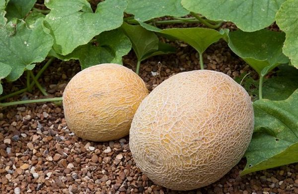 Melón obsahuje veľa vitamínov