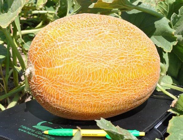 A népszerű Miron F1 dinnyefajta