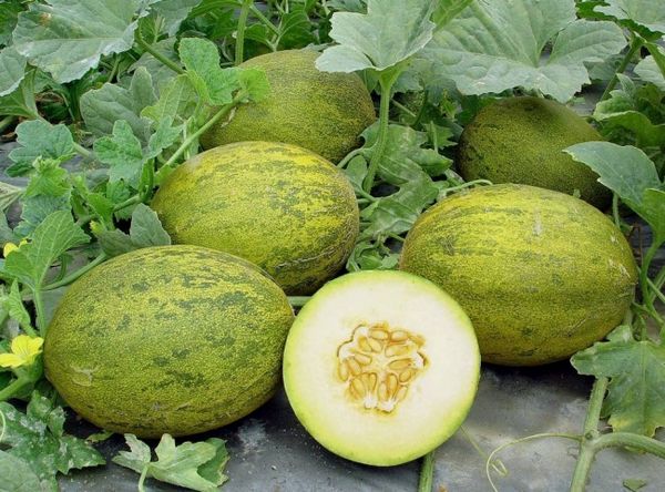 A dinnye még Szibériában is termeszthető