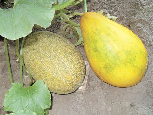 ينضج البطيخ في غضون 45 إلى 75 يومًا ينضج البطيخ في غضون 45 إلى 75 يومًا