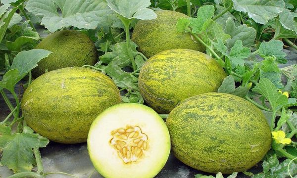 في الصيف الدافئ، يمكن أن ينضج الحصاد قبل أسبوع. في الصيف الدافئ، يمكن أن ينضج الحصاد قبل أسبوع.