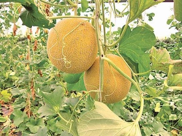 يمكن أن تساعد الأسمدة على نضج البطيخ. يمكن أن تساعد الأسمدة على نضج البطيخ.