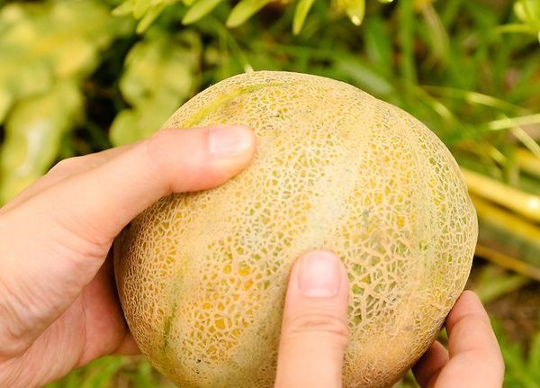 الفواكه الناضجة لها رائحة مميزة. الفواكه الناضجة لها رائحة مميزة.