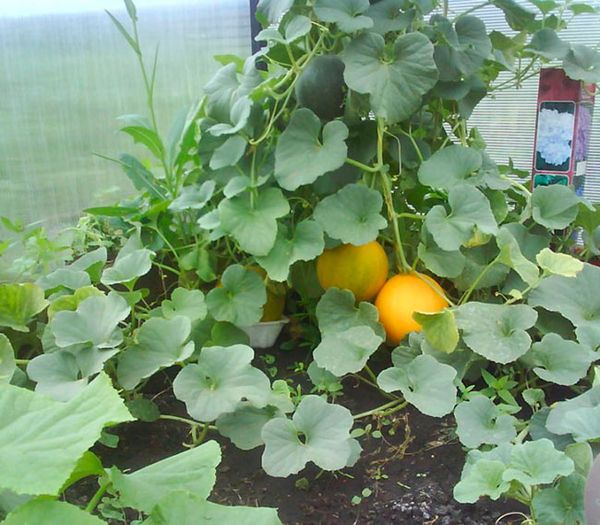 لا يمكن زراعة البطيخ والخيار والقرع في نفس الدفيئة. لا يمكن زراعة البطيخ والخيار والقرع في نفس الدفيئة.