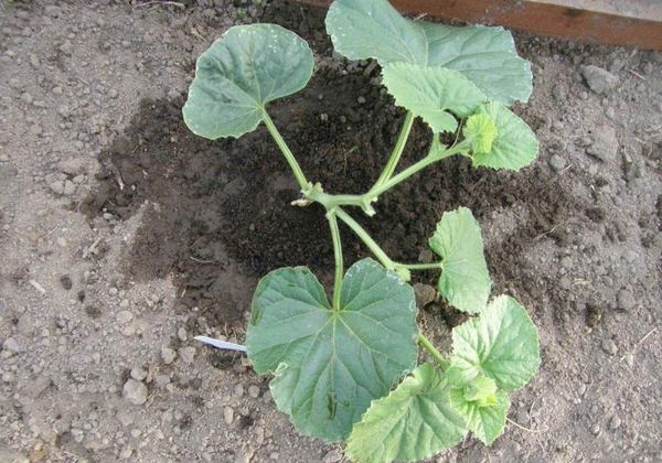 تتم الزراعة في منتصف شهر أبريل تتم الزراعة في منتصف شهر أبريل