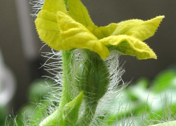 تتشكل الأزهار الأنثوية فقط على براعم الرتبة الثالثة تتشكل الأزهار الأنثوية فقط على براعم الرتبة الثالثة