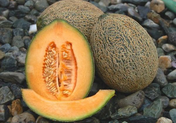 A dinnye szokatlanul édes és lédús termés